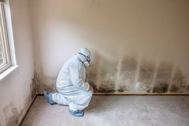 Best Post-Construction Mold Inspection  in Patchogue, NY