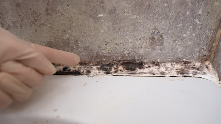 Mold Removal for HVAC Installations in Patchogue, NY
