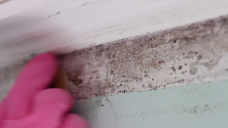 Best Post-Remediation Verification Testing  in Patchogue, NY